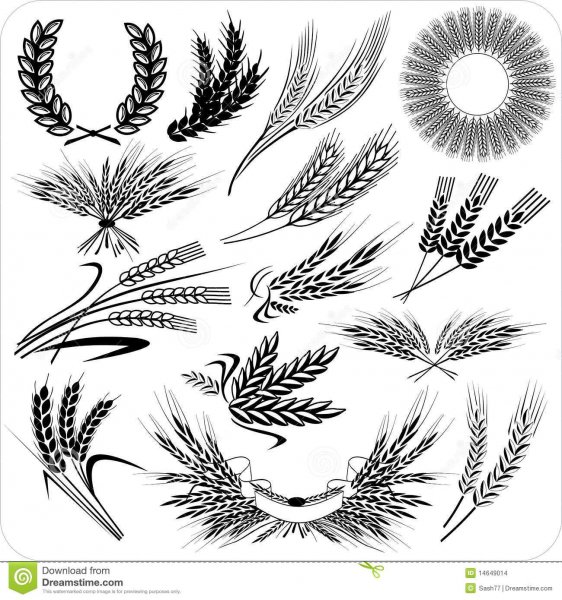 Тату колосок пшеницы эскиз