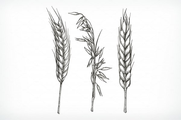 Пшеница тату эскиз