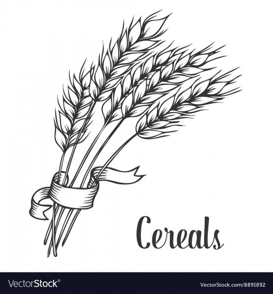 Колосок эскиз