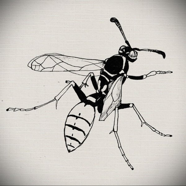 Оса набросок