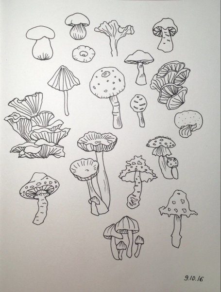 Грибы скетч