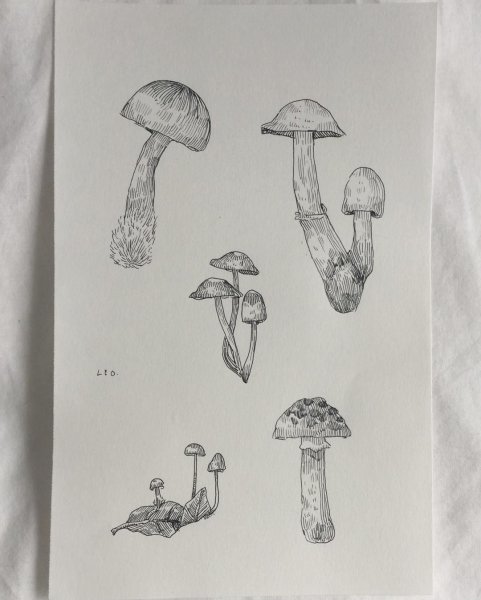 Грибы скетч