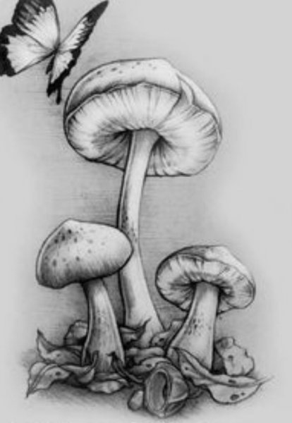 Грибы тату эскиз