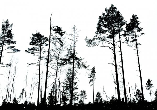 Силуэт хвойного леса