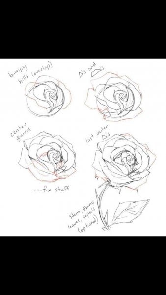 Нарисовать розу карандашом поэтапно для начинающих