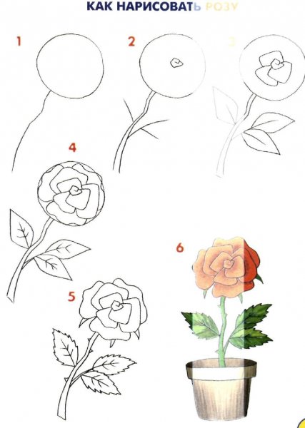 Схема рисования розы