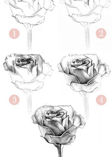 Схема рисования розы карандашом