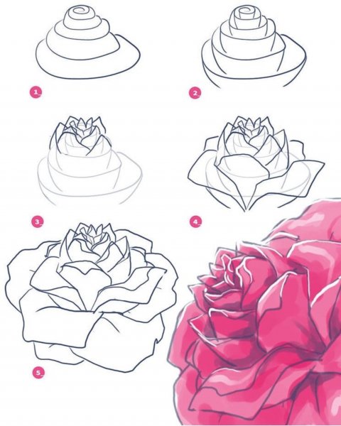 Роза рисунок пошагово