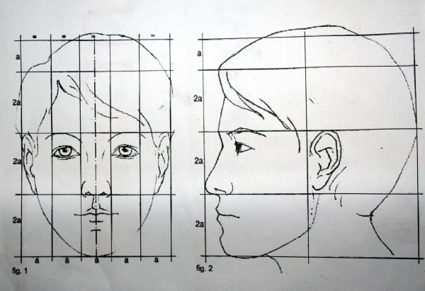Пропорции лица человека рисунок