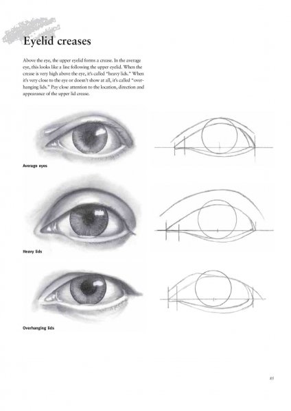 Пропорции глаза для рисования