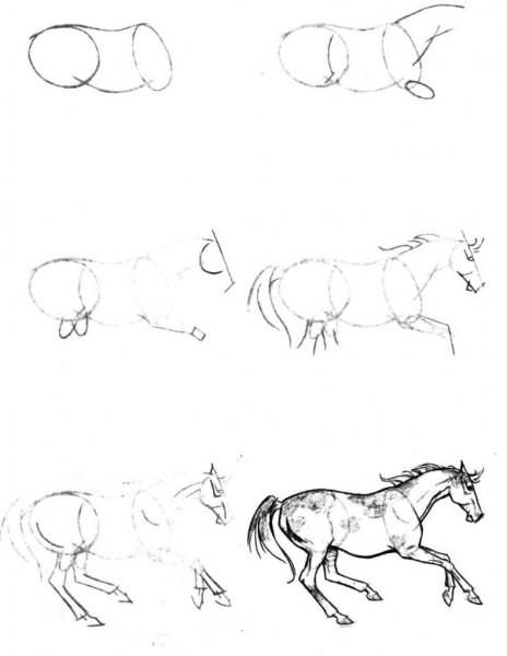 Как нарисовать прыгающую лошадь поэтапно