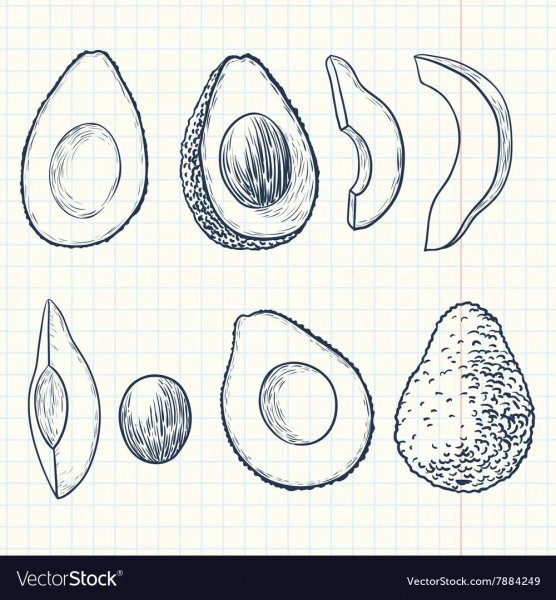 Авокадо для срисовки карандашом