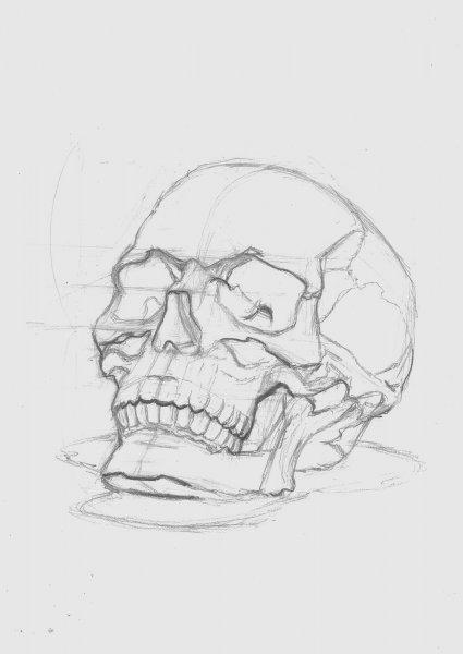 Прорисовка черепа в карандаше