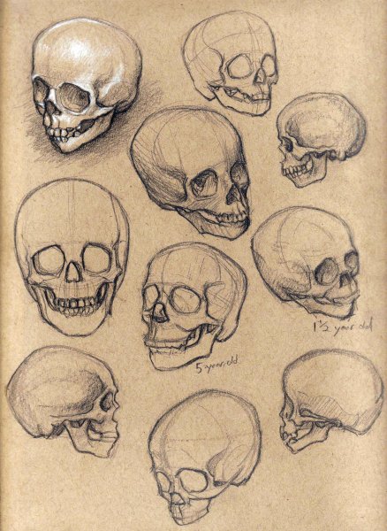 Череп с разных ракурсов