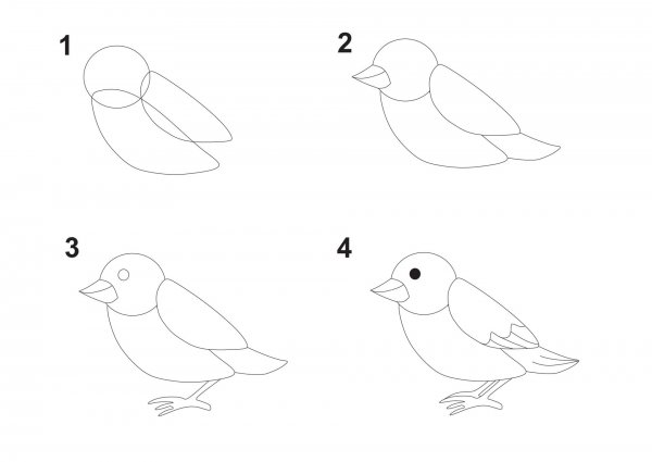 Этапы рисования птиц