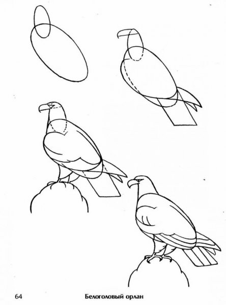 Поэтапное рисование птиц