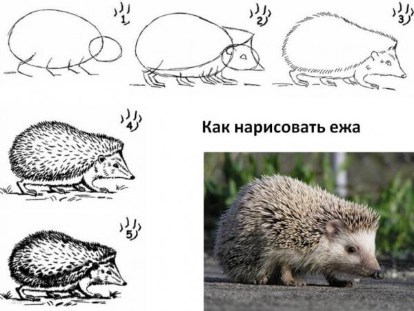 Как нарисовать Ёжика карандашом поэтапно