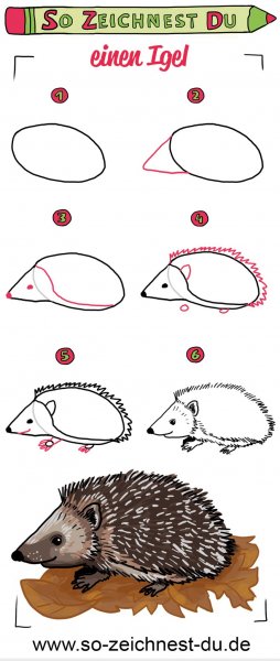 Поэтапное рисование ежа