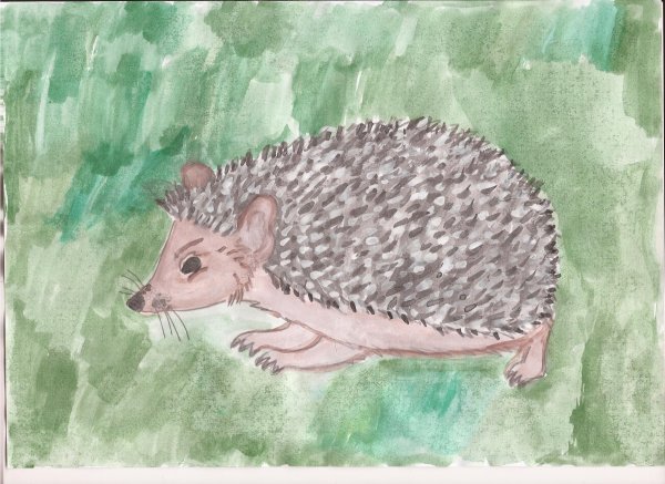 Нарисовать Даурского ежа