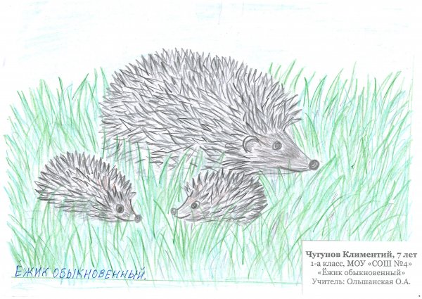 Рисование ежиха с ежатами в подготовительной группе