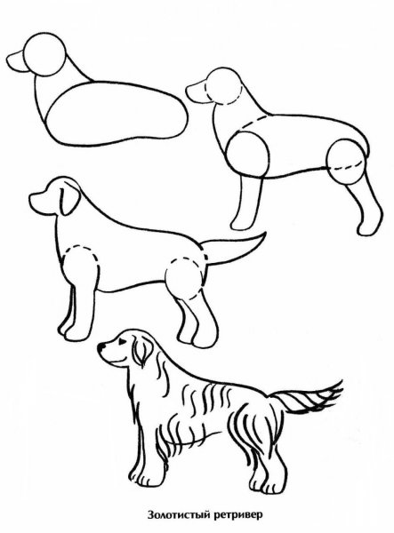 Поэтапное рисование собаки для дошкольников