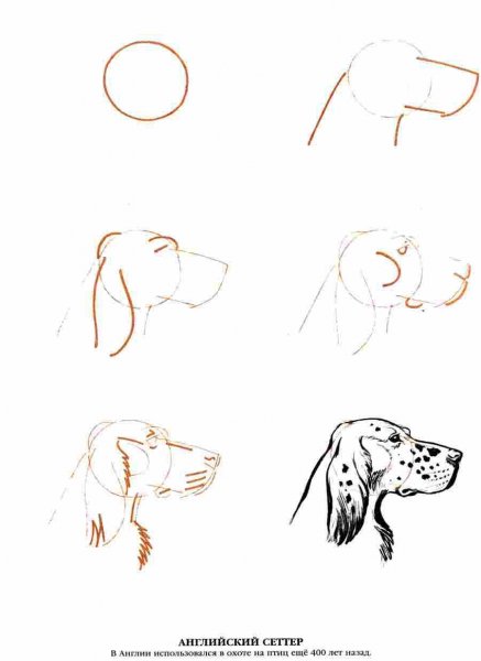 Поэтапное рисование реалистичной собаки