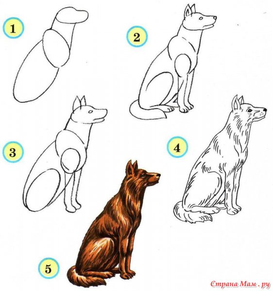 Схема рисования собаки