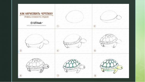 Поэтапное рисование черепахи для дошкольников