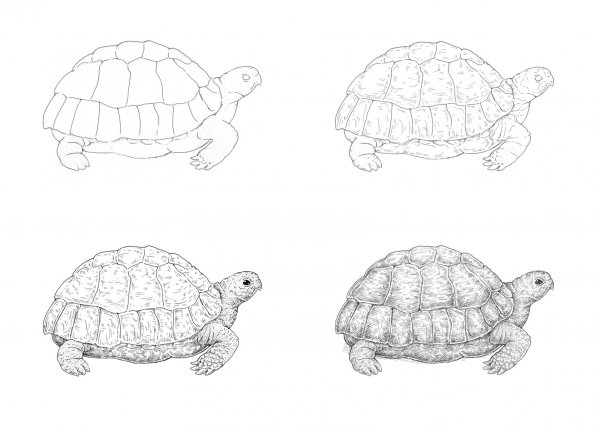 Черепаха рисунок карандашом