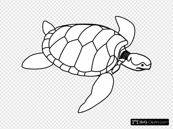 Как нарисовать черепаху мелом