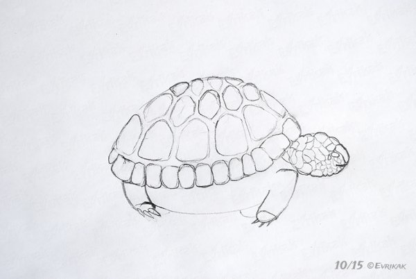 Рисунок черепахи на альбомном листе