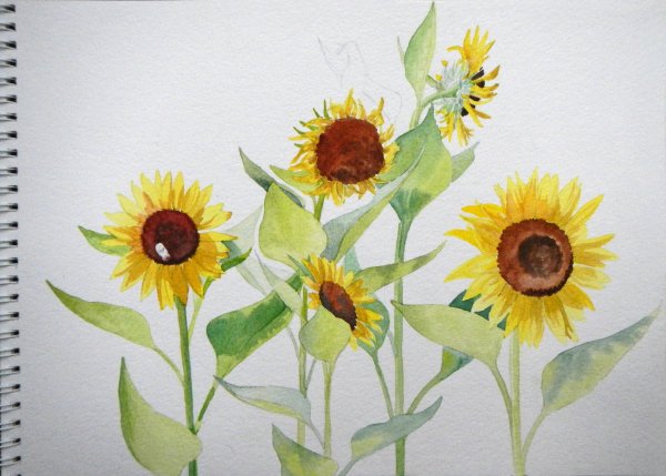 Пошаговое рисование карандашом цветы