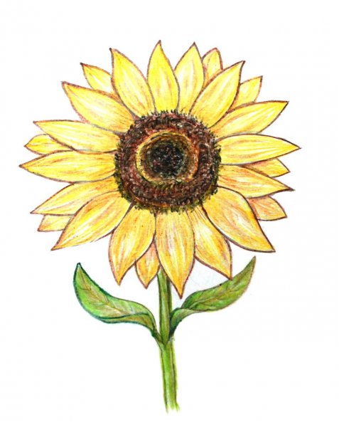 Подсолнухи для срисовки
