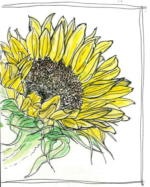 Рисование подсолнуха