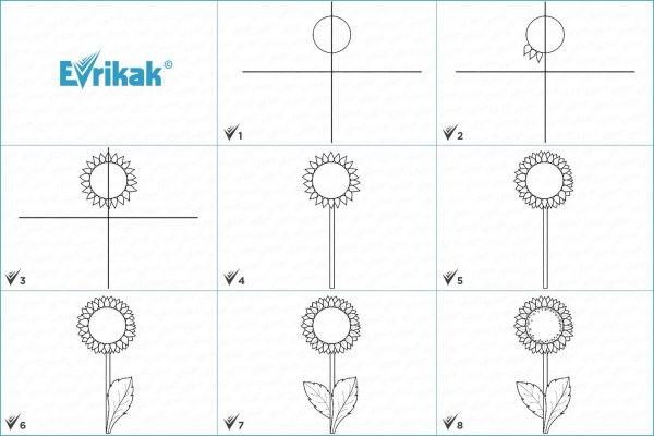 Пошаговое рисование подсолнуха