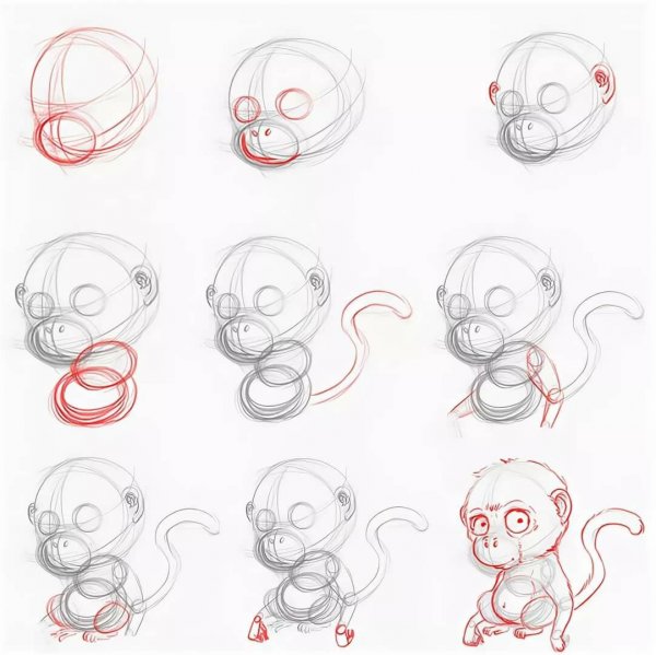 Поэтапный рисунок обезьяны