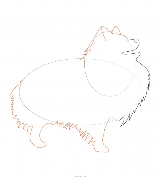 Рисунки шпица для срисовки