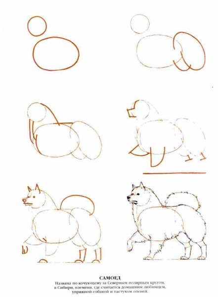 Поэтапное рисование шпитцей