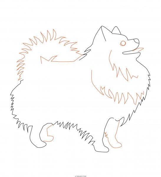 Шпиц рисунок карандашом