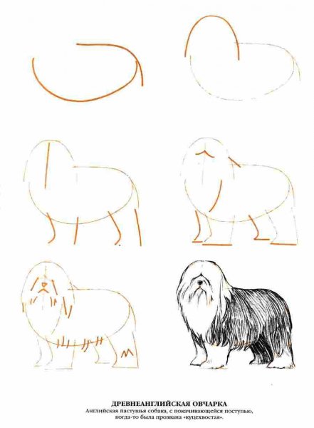 Поэтапное рисование шпица