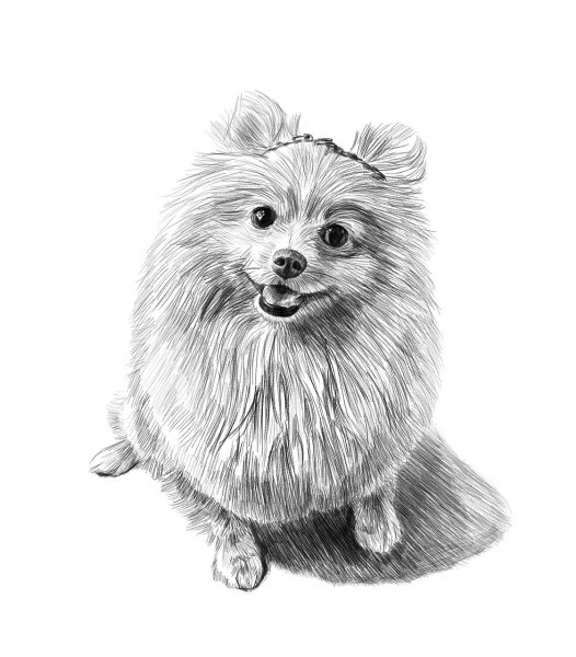 Померанский шпиц