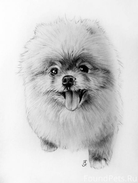 Нарисовать померанского шпица