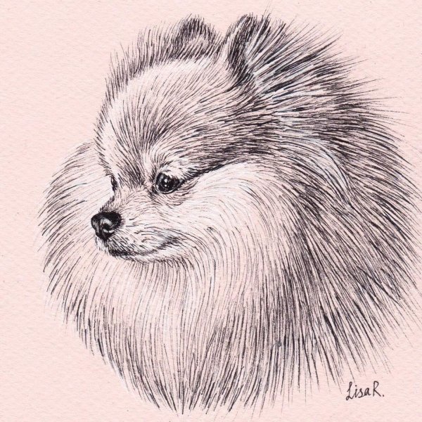 Рисунок померанский померанский шпиц