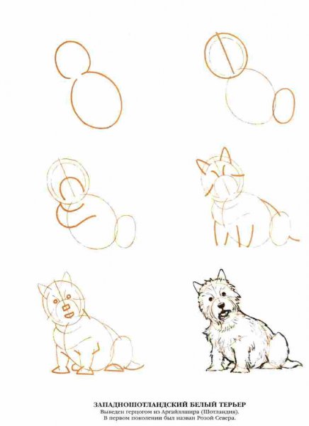 Поэтапное рисование шпитцей