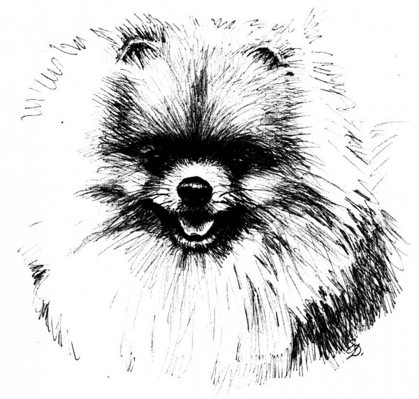 Контур померанского шпица