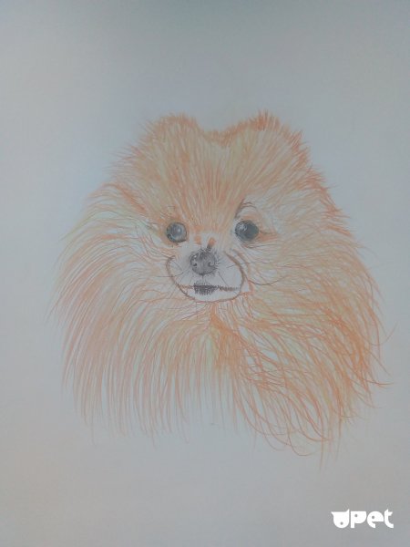 Нарисовать померанского шпица