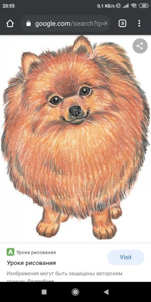 Зарисовка померанского шпица