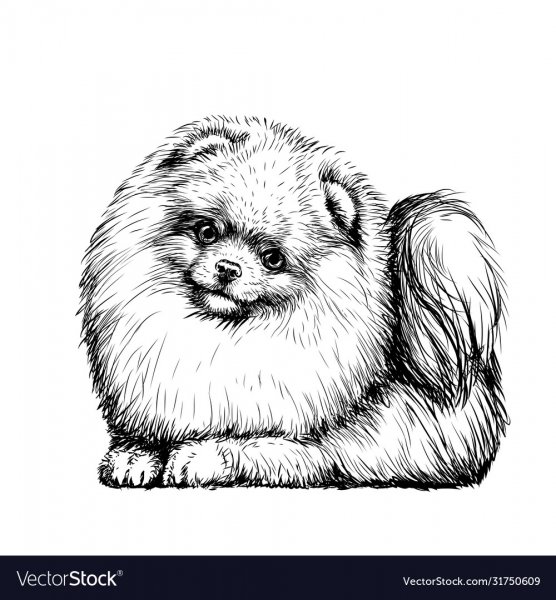 Померанский шпиц