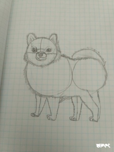 Шпиц рисунок по шагам