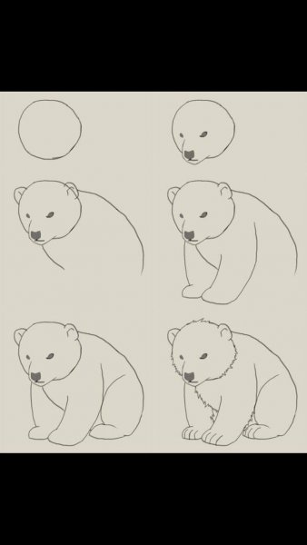 Пошаговый урок рисования медвежонка